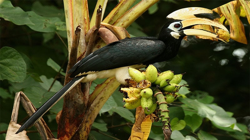 Singapore-wildlife-Hornbill.jpg