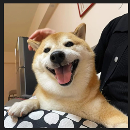 shiba.png