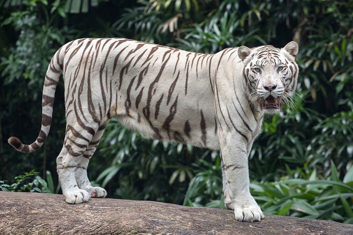 white_tiger.jpg