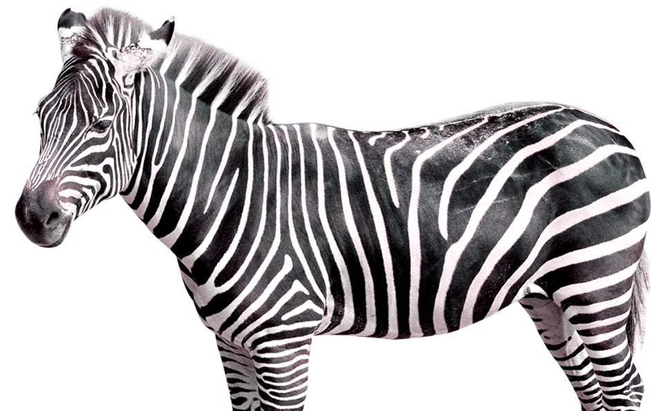 zebra.jpg