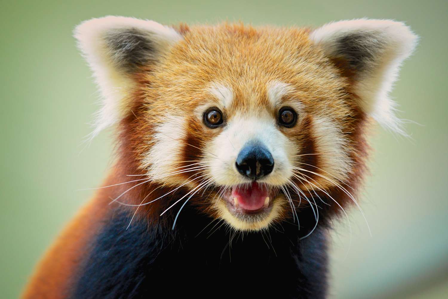 red_panda.jpg