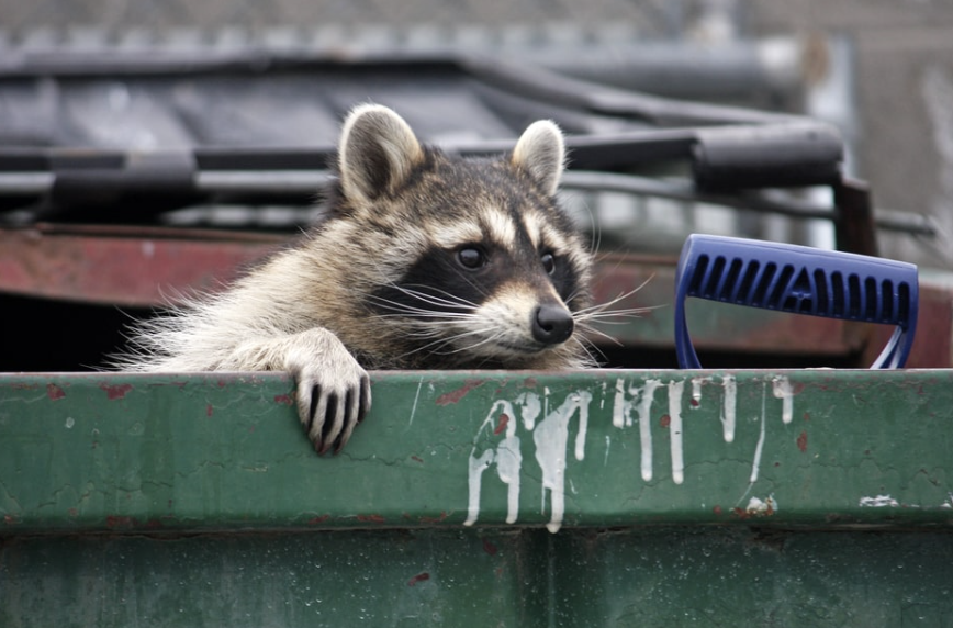 trash_raccoon.jpg