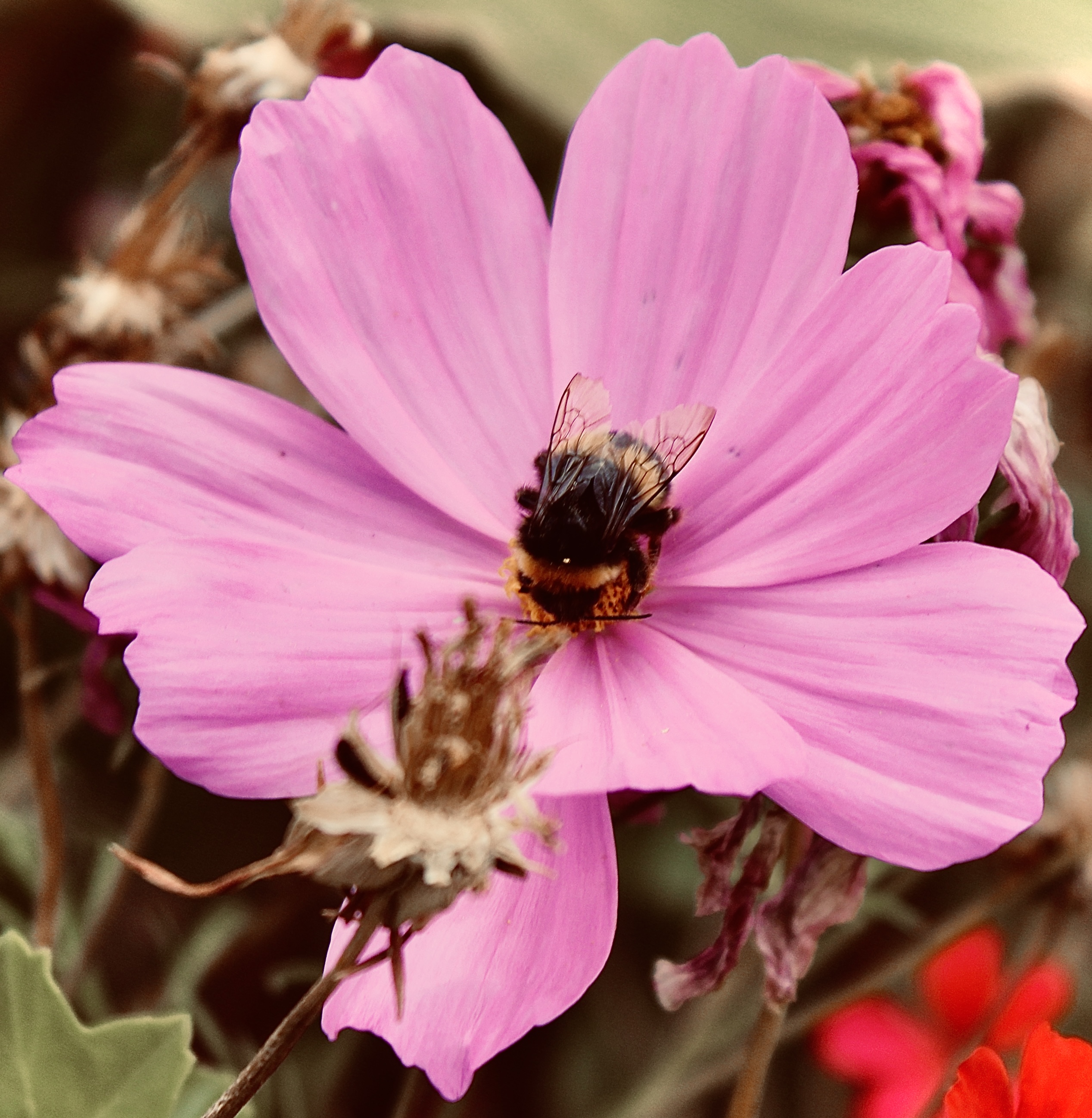 bee_edited.jpg