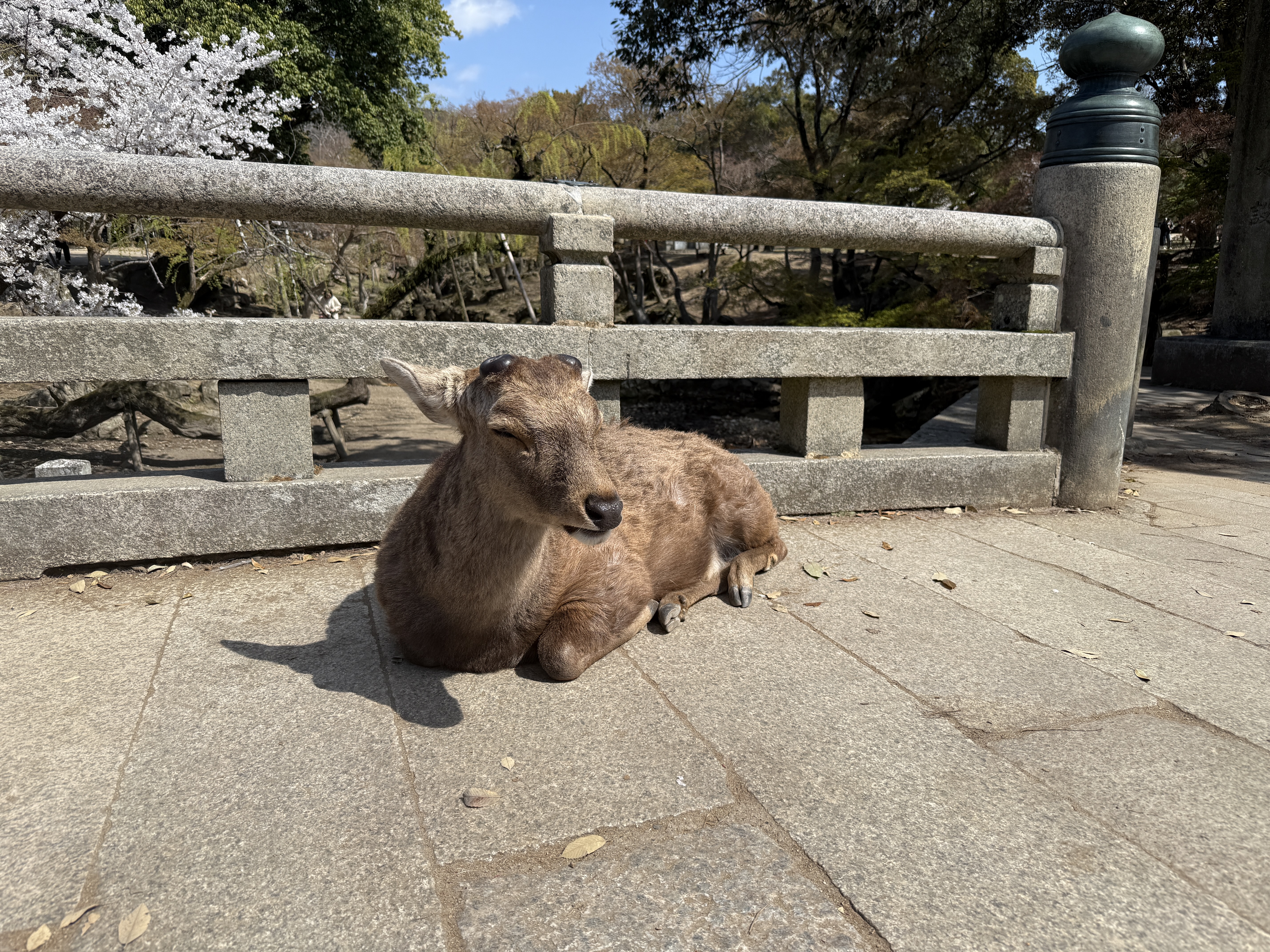 nara.JPG