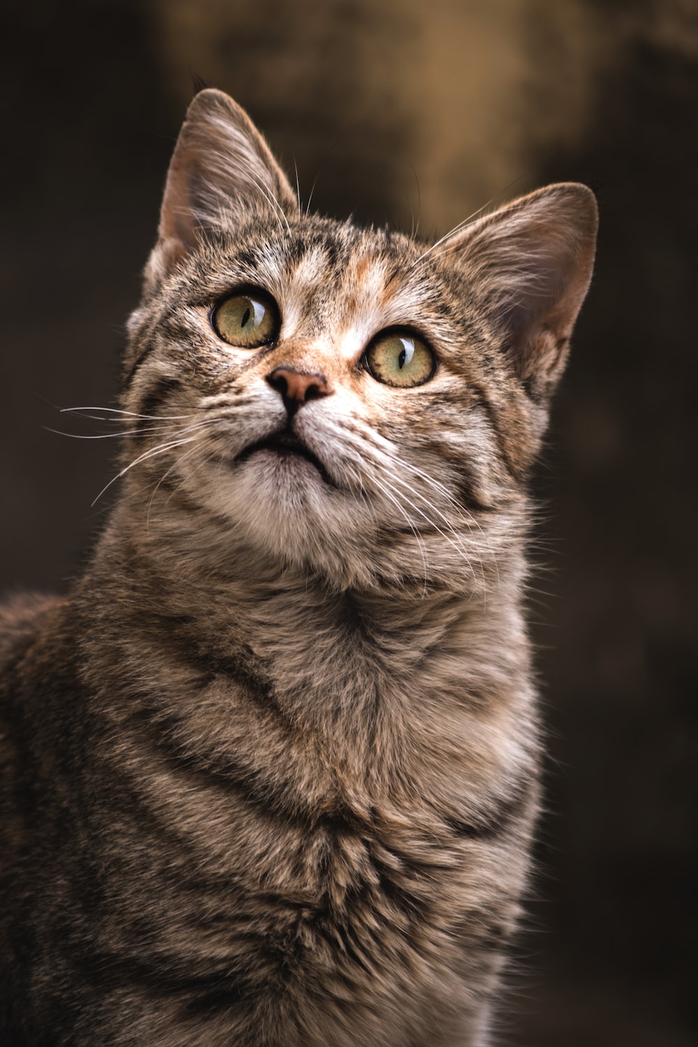 cat_image.jpeg