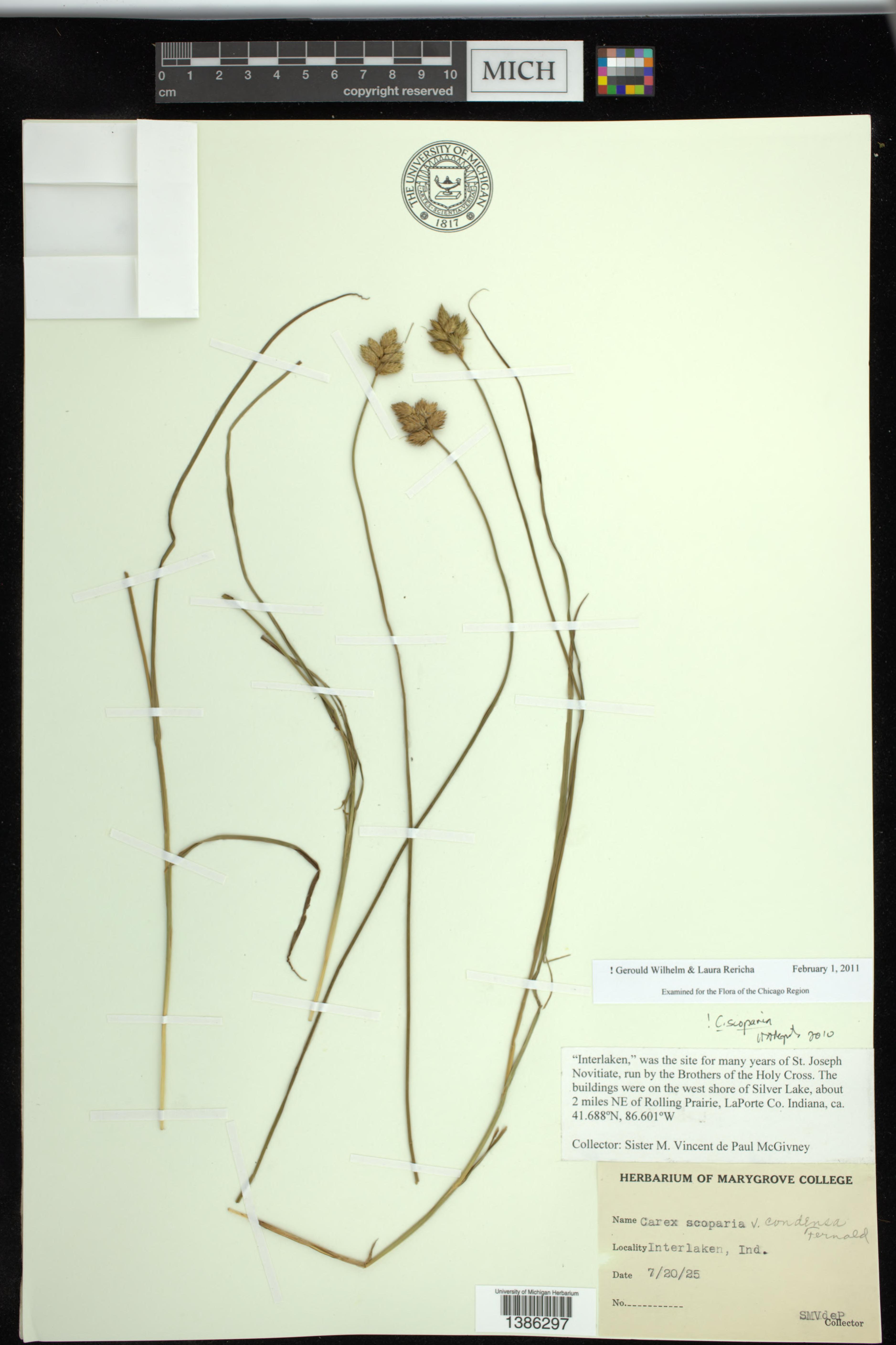 MICH_7574789_Cyperaceae_Carex_scoparia.jpg