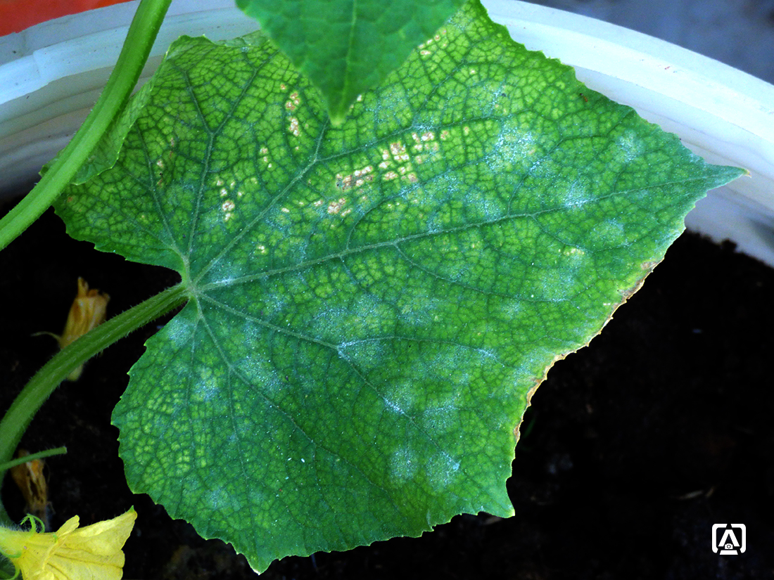 powdery mildew.jpg