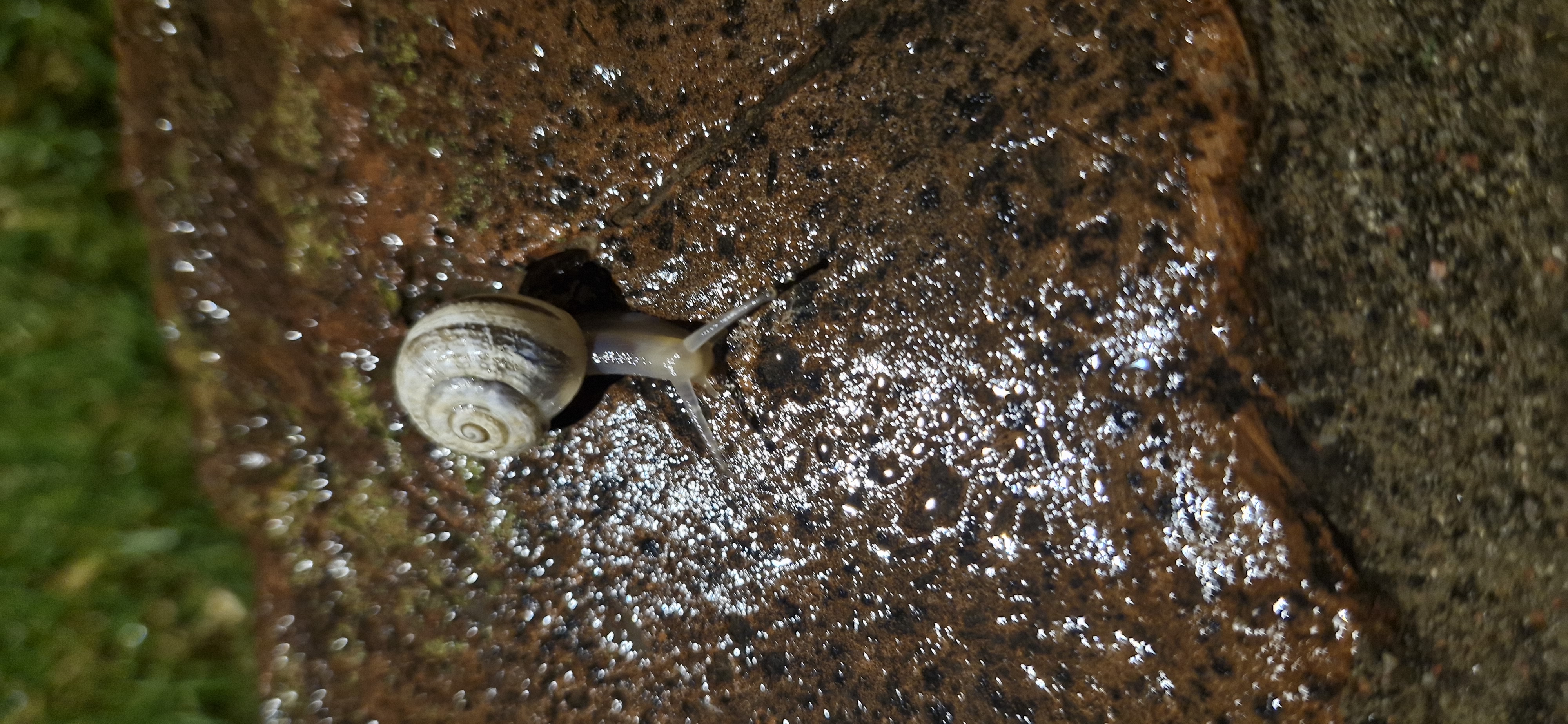 snail93.jpg