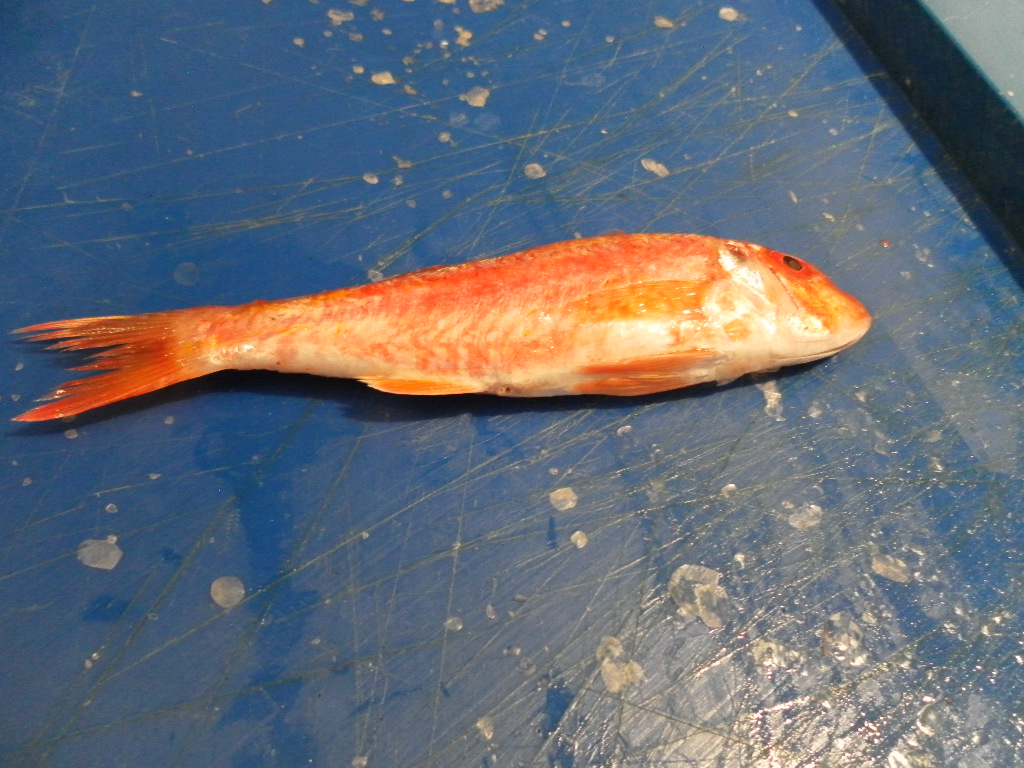 Red_mullet.png